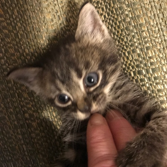 Meet your Posher, Angelique - Picture 1 of 1